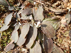 Antennaria solitaria