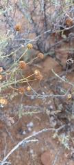 Pentzia incana