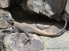 Laudakia nupta nupta