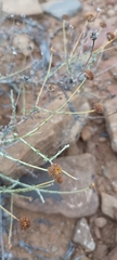 Pentzia incana