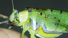 Ephippitytha trigintiduoguttata