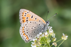 Lycaena thersamon