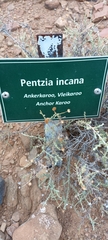 Pentzia incana