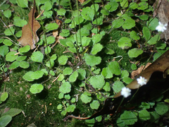 Lagenophora strangulata