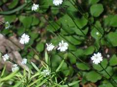 Lagenophora strangulata