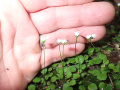 Lagenophora strangulata