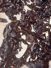 Mazzaella laminarioides