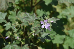 Malva multiflora