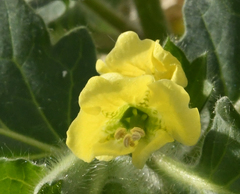 Hyoscyamus albus