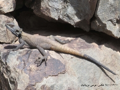 Laudakia nupta nupta