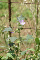 Malva multiflora