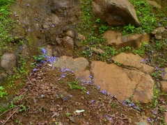 Strobilanthes callosa