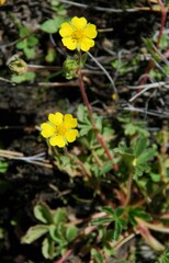 Potentilla wheeleri