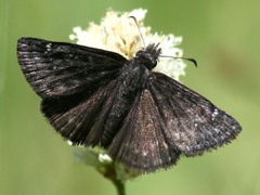 Erynnis persius