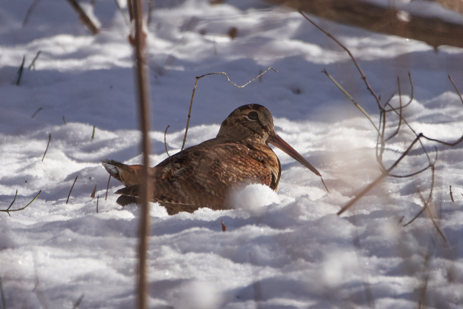 Eurasian Woodcock