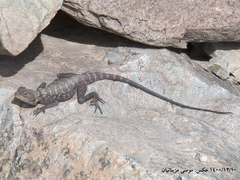 Laudakia nupta nupta