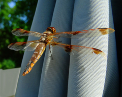 Libellula semifasciata