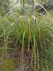 Carex solandri