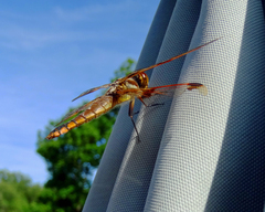 Libellula semifasciata