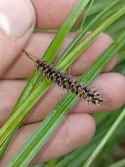 Carex solandri