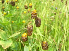 Trifolium spadiceum