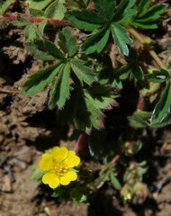 Potentilla wheeleri