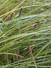 Carex solandri
