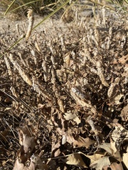 Origanum libanoticum