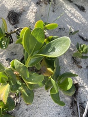 Scaevola plumieri