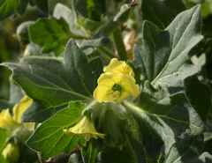 Hyoscyamus albus