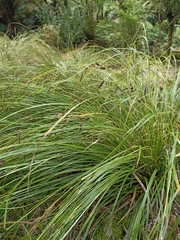 Carex solandri