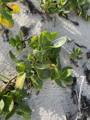 Scaevola plumieri