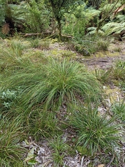 Carex solandri