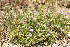 Spergularia bocconei