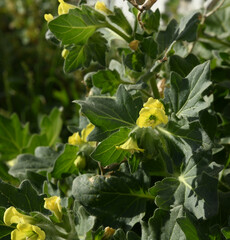 Hyoscyamus albus