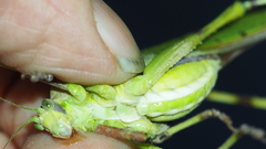 Ephippitytha trigintiduoguttata