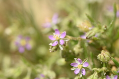 Spergularia bocconei