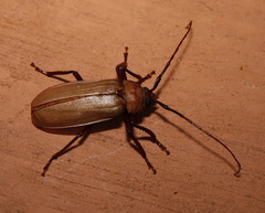Agrianome spinicollis