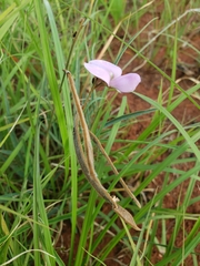 Vigna vexillata