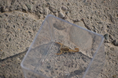 Centruroides balsasensis