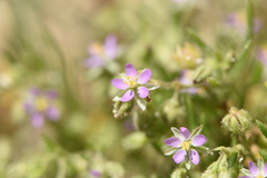 Spergularia bocconei