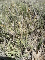 Distichlis spicata