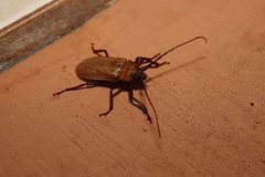 Agrianome spinicollis