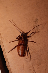 Agrianome spinicollis