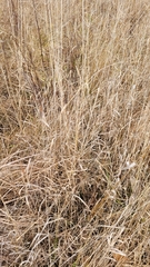 Panicum