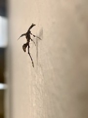 Anstenoptilia marmarodactyla