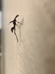 Anstenoptilia marmarodactyla