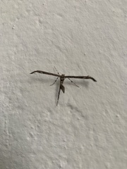 Anstenoptilia marmarodactyla