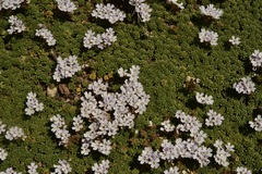 Junellia micrantha