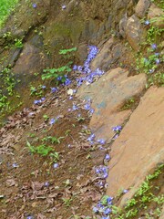 Strobilanthes callosa